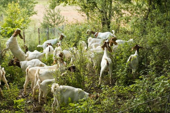 فيلا Dolenciفي Tourist Farm Mali Raj المظهر الخارجي الصورة